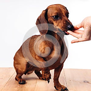 Training and caring for a dachshund dog on a white  background.