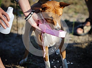 Training coursing field. Basenji dog drinks water