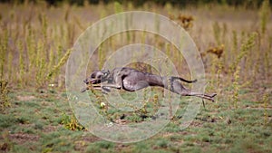 Training Coursing. Italian greyhound dog