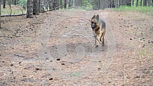 Training of dogs.German shepherd performs the command Aport. A man plays with a pet in nature in forest. Joint walks