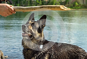 Training of the Eastern European Shepherd dog on the lake shore with aport