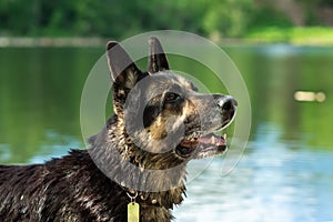 Training of the Eastern European Shepherd dog on the lake shore with aport