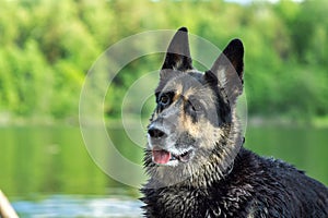 Training of the Eastern European Shepherd dog on the lake shore with aport