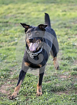 Training of french shepherd