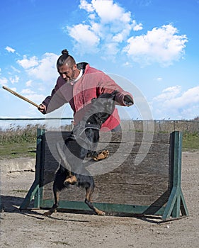 Training of french shepherd