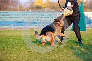 Training a guard dog