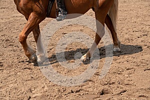 training a horse parts of the hoof on the ground