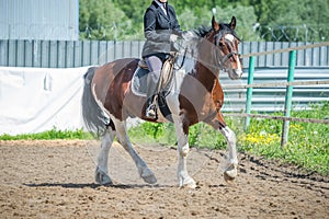 Training in horse riding, entry level. Cavaletti on a trot