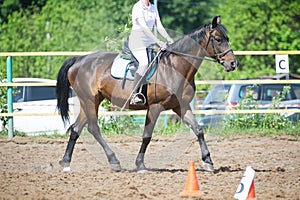 Training in horse riding, entry level. Cavaletti on a trot