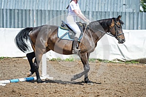 Training in horse riding, entry level. Cavaletti on a trot