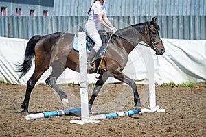 Training in horse riding, entry level. Cavaletti on a trot