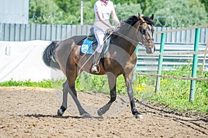 Training in horse riding, entry level. Cavaletti on a trot