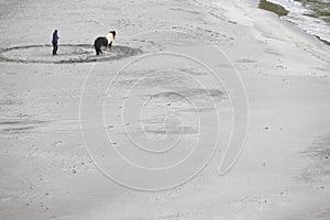 Training a horse on a sand beach. Equestrian sport. Faroe