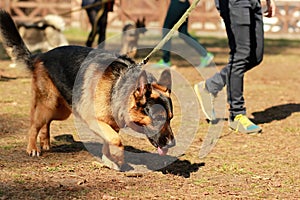 Training for a K9 german shepherd detective dog. Scent training and searching for a track