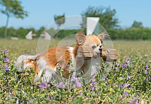 Training of obedience for chihuahua