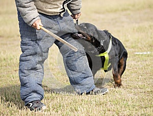 Training of police dog