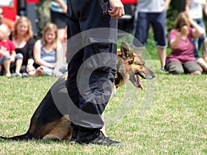 Formazione polizia stradale il cane 
