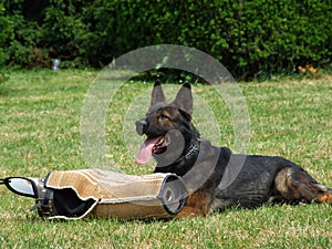 Training a police dog