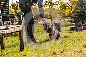 Training of a puppy german shepherd dog