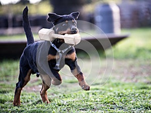 Training of puppy rottweiler