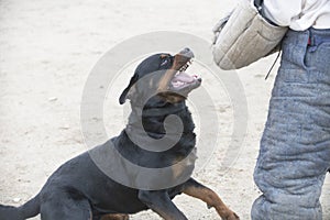 training of rottweiler