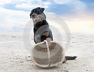 training of rottweiler