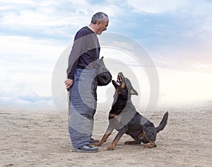 training of rottweiler