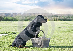 training of rottweiler