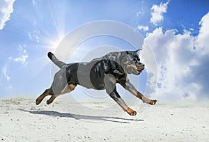 training of rottweiler