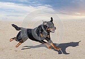 training of rottweiler