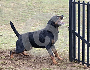 training of rottweiler