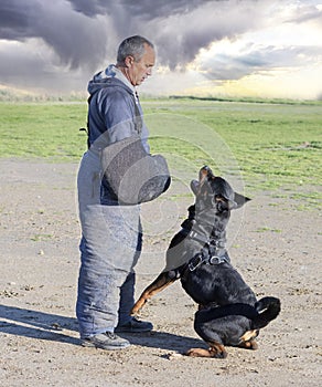 training of rottweiler