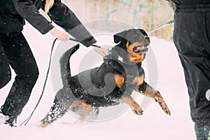 Training Of Rottweiler Metzgerhund Adult Dog. Attack And Defence
