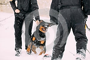 Training Of Rottweiler Metzgerhund Adult Dog. Attack And Defence