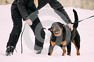 Training Of Rottweiler Metzgerhund Adult Dog. Attack And Defence