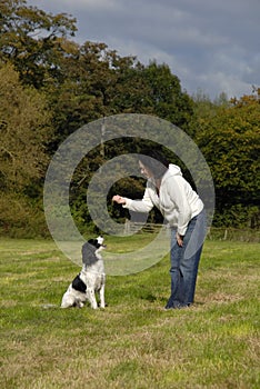 Training Spaniel