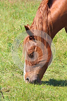 Trait Breton horse in a field in Brittany