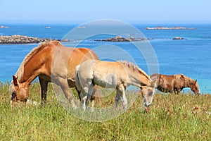 Trait Breton mare and her foal in a field in Brittany