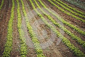 Traits of salad cultivation in a farm field