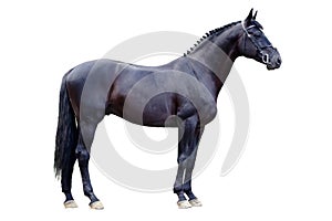 Trakehner black stallion isolated on white