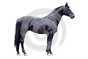 Trakehner black stallion isolated on white photo