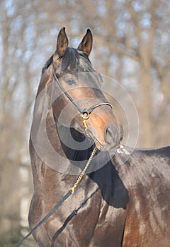 Trakehner black stallion, portrait