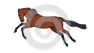 Trakehner breed horse profile. Stallion, equine animal running fast, galloping. Bay steed, racehorse in motion, action