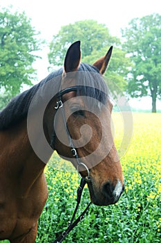 Trakehner with bridle