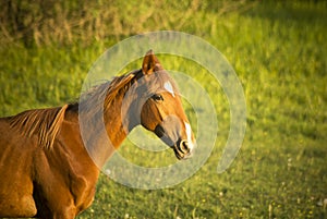 Trakehner Horse photo