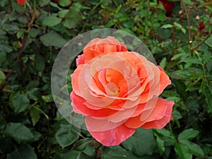 Tralee, Ireland Rose Garden
