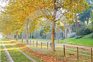 Tram tracks in perspective. Autumn season