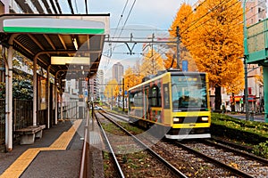 A tramcar of Toden Arakawa Line Tokyo Sakura Tram arriving at a station by a row of Ginkgo trees Gingko, Maidenhair