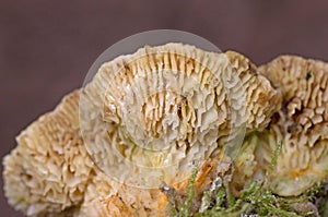Trametes betulina is a lookalike for medicinal turkey tail mushrooms and share the same habitats.