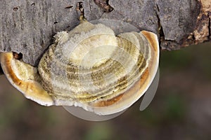 Trametes hirsuta, commonly known as hairy bracket or hairy turkey tail, is a fungal plant pathogen.